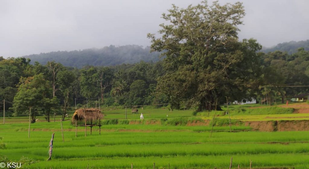 A hiding place in the greens The hiding nest is typically built as an&hellip;
