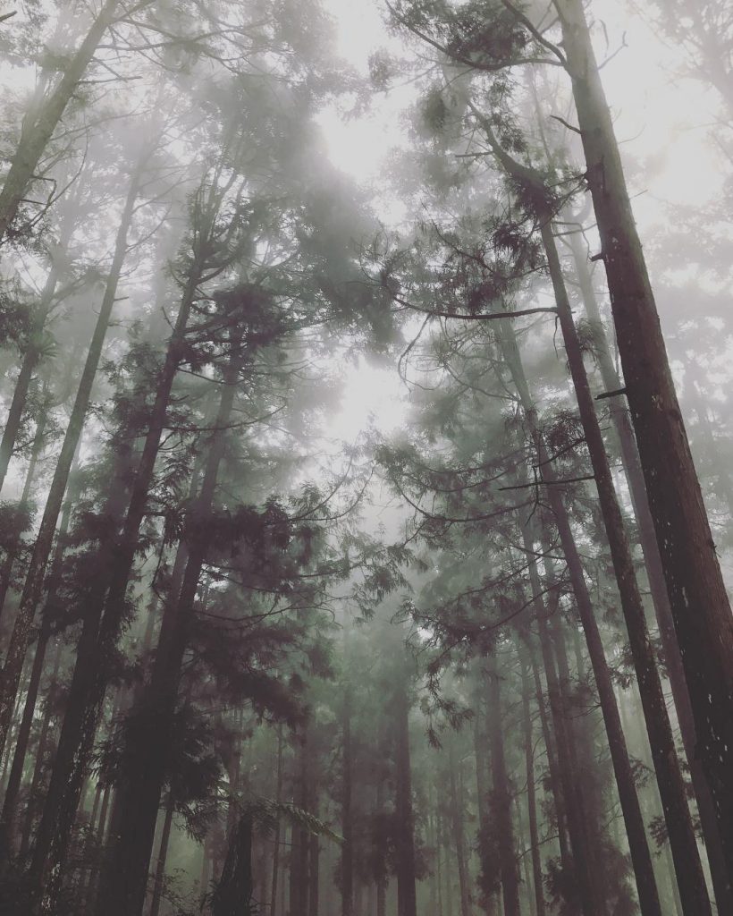 #foggy #forest #nantou #natural #taiwan???????? #南投 #溪頭 #backpackers #adventuretime #mountains #hiking #bpintaiwan #taiwan_dream #taiwantravel…