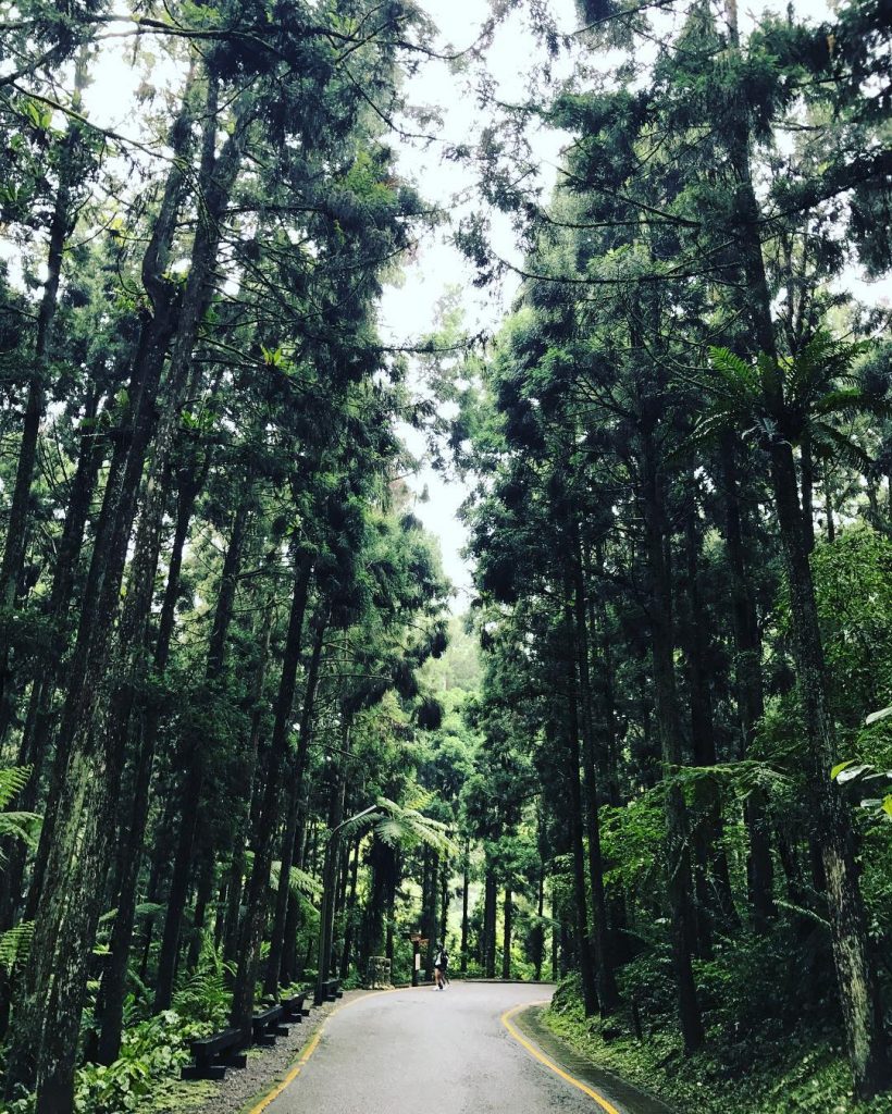#forest #nantou #natural #taiwan???????? #南投 #溪頭 #backpackers #adventuretime #mountains #hiking #bpintaiwan #taiwan_dream #taiwantravel #taiwanese…