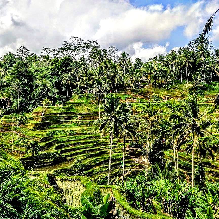 Greenery . . . #balilife #ubud #trees #palmtrees #bali #indonesia #ricefield #rice #beauty