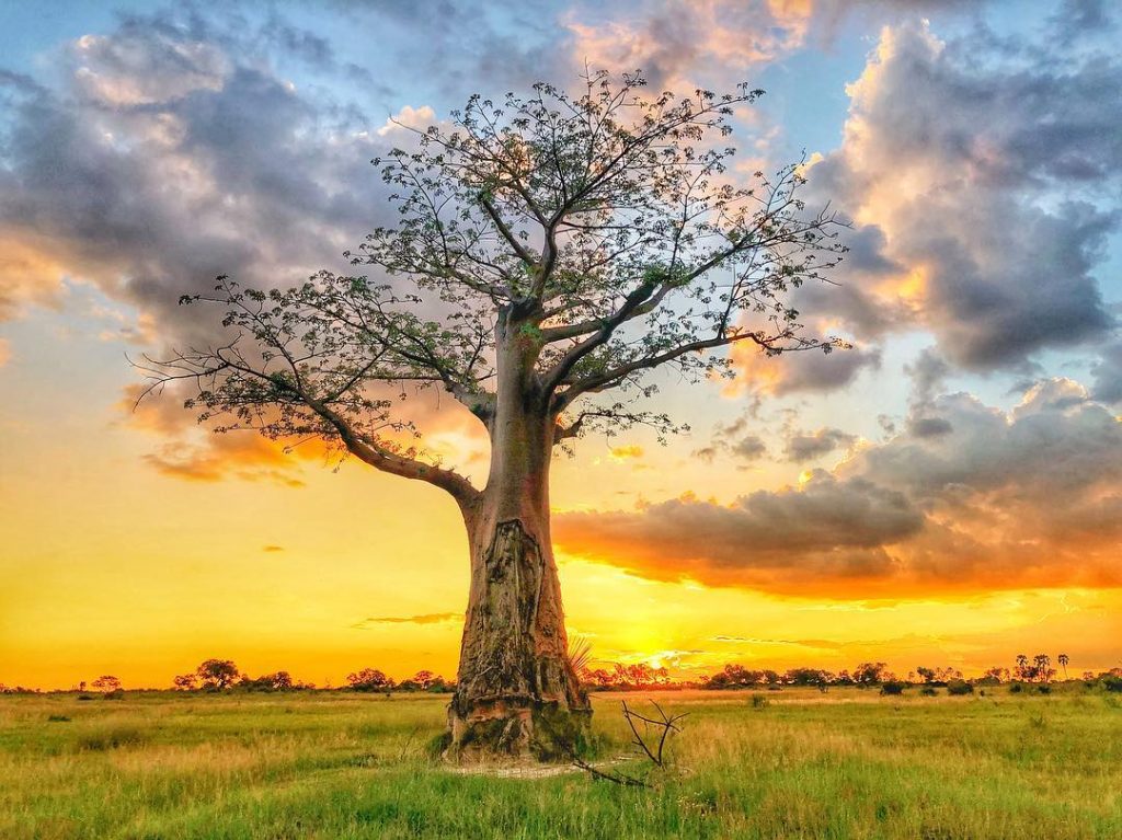 botswana ????????, you are beautiful. #okavangodelta #runningfromlions #adventuresofslh #bnesimppl