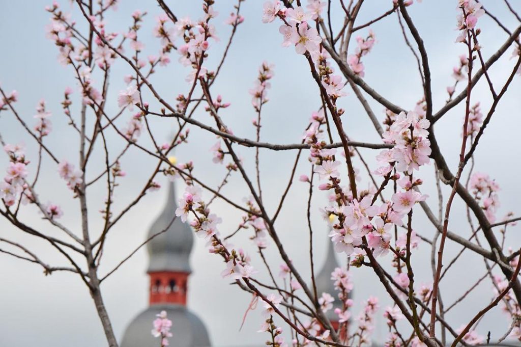 Blossoms in Bonn, February 2016 #bonn #germany #cherryblossoms #earlyspring #lifeofgermany #travel_2_germany #visitgermany #germanytourism #germany_insta…
