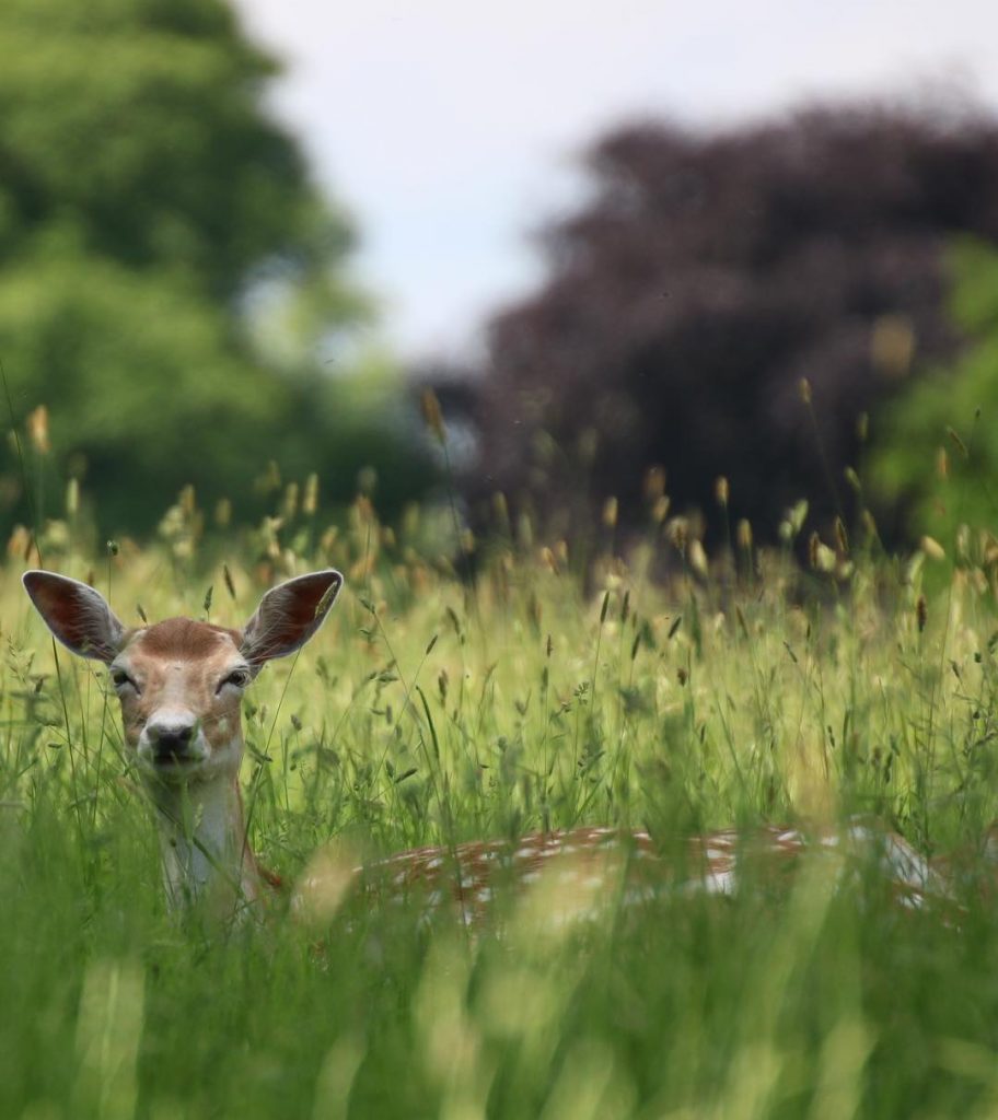 You lookin’ at me?! Charlecote Park . . . . . #main_vision #nature_addict #naturephotography…