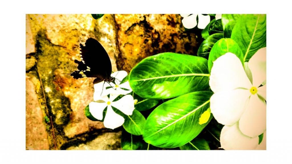 #rkphotography17 #leaf #flora #nature #desktop #environment #growth #garden #freshness #environmental #ecology #summer #tree #herb&hellip;