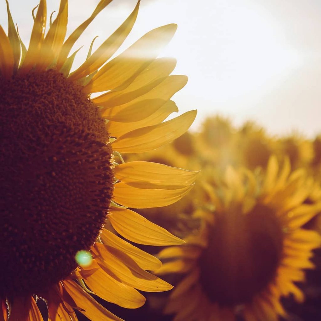 So sunflowers are truly one of Kansas’ best qualities! . . . . .&hellip;