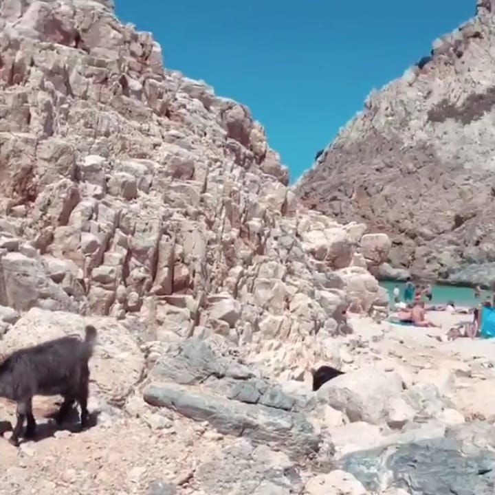 A goat ? . . . . . . #goat #animals #cyclades #egeansea #whitelandscape…