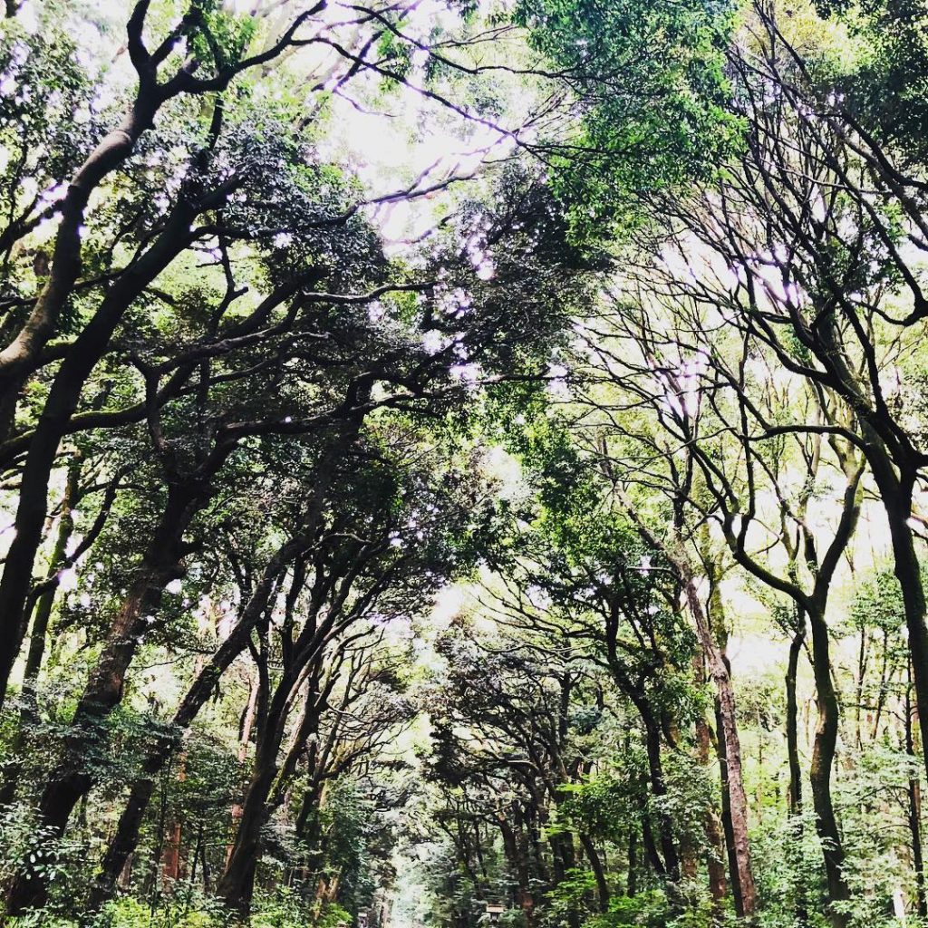 The trees at the Meiji Jingu shrine were so beautiful. This was one of&hellip;