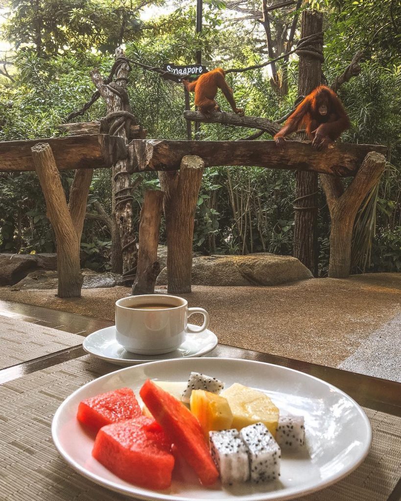 Best Morning Ever! #BreakfastWithOrangutans #LifeWellTravelled #BreakfastViews #OrangutanLove #Singapore #iamtb #bnesimppl