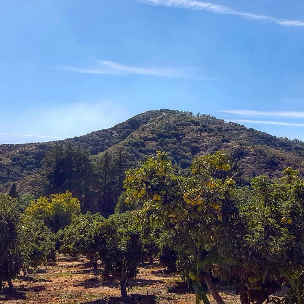 Apple Picking! #californian #california #apples #travelblogger #travelphotographer #travelphotography #travelblogger #travelblog  #insta #instapic #instagood #instalike&hellip;