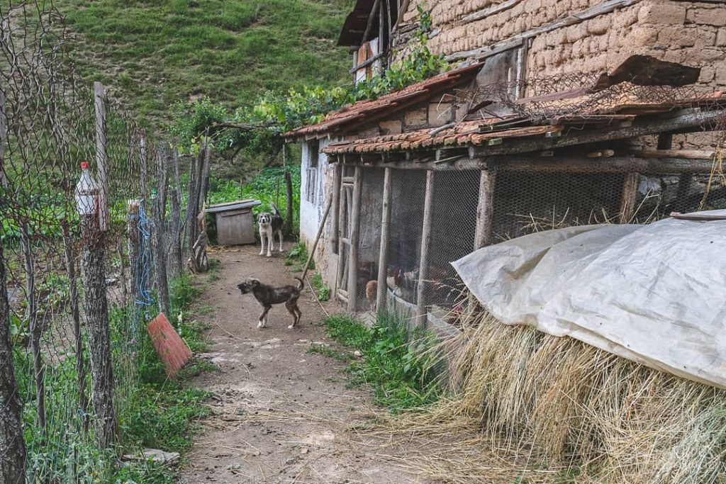 Mother dog watches as her pup insecurely tests her alarm system against us&hellip;