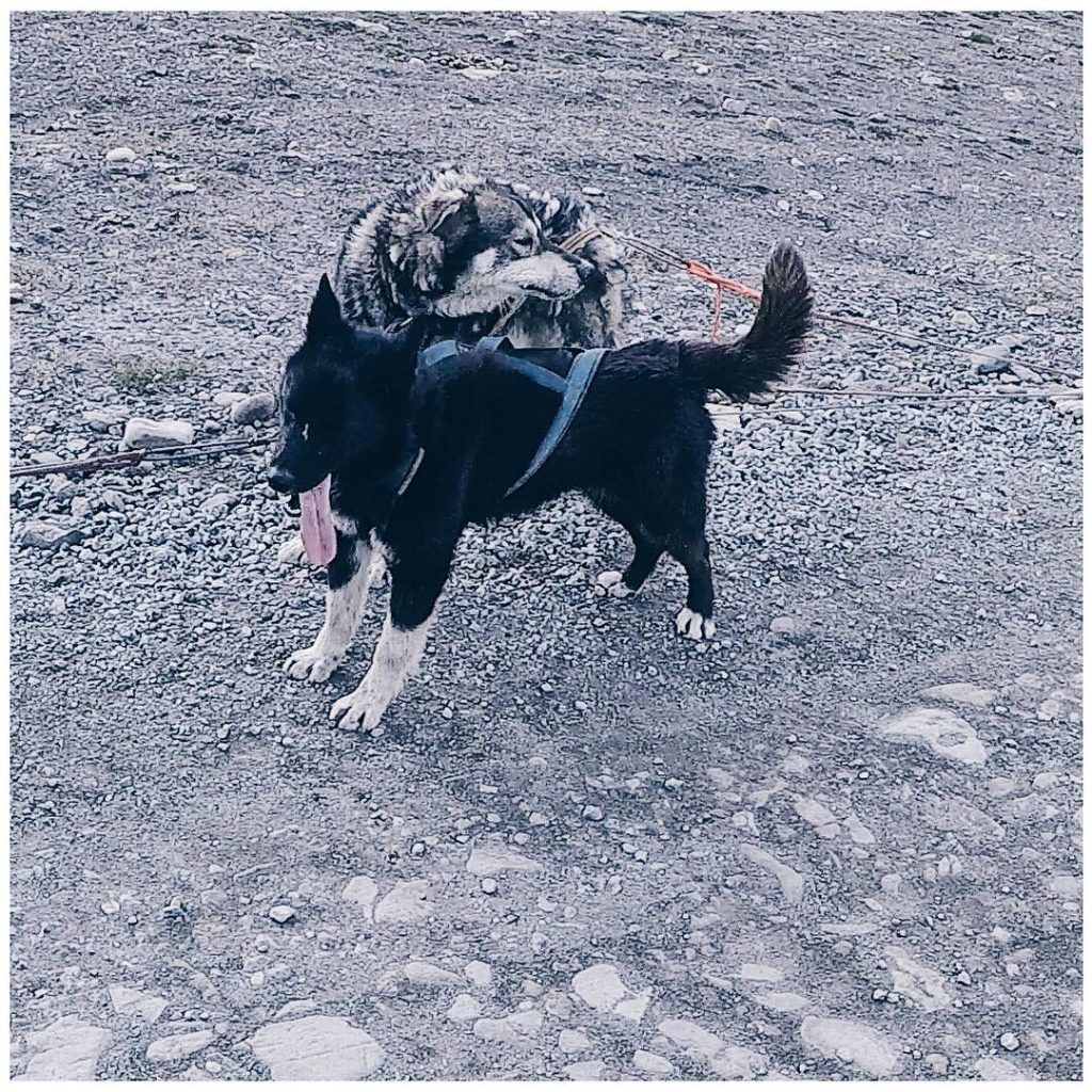 ˢᵛᴬᴸᴮᴬᴿᴰ⠀ ↠⠀⠀⠀⠀ ↠ ˢᴾᴵᵀᶻᴮᴱᴿᴳᴱᴺ⠀ .⠀ .⠀ Husky Hunde – die Rasse die ihr hier&hellip;