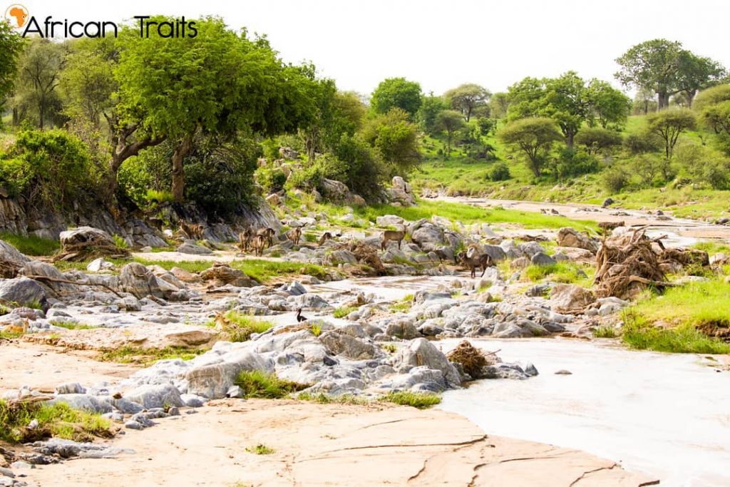“Brownish–grey shaggy coat with a lot of hair around their necks. This neck hair&hellip;