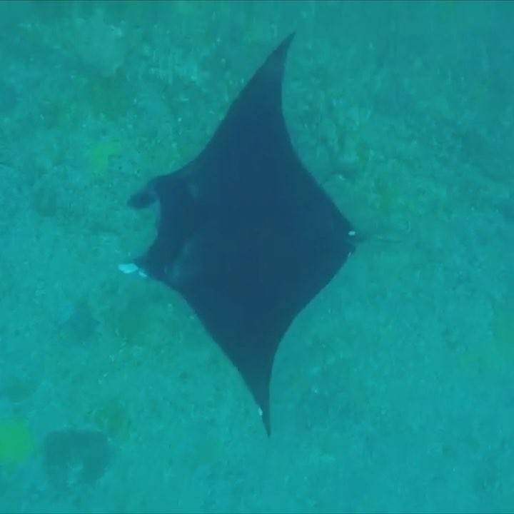 Swimming alongside these majestic creatures watching them gracefully glide under water was one of&hellip;