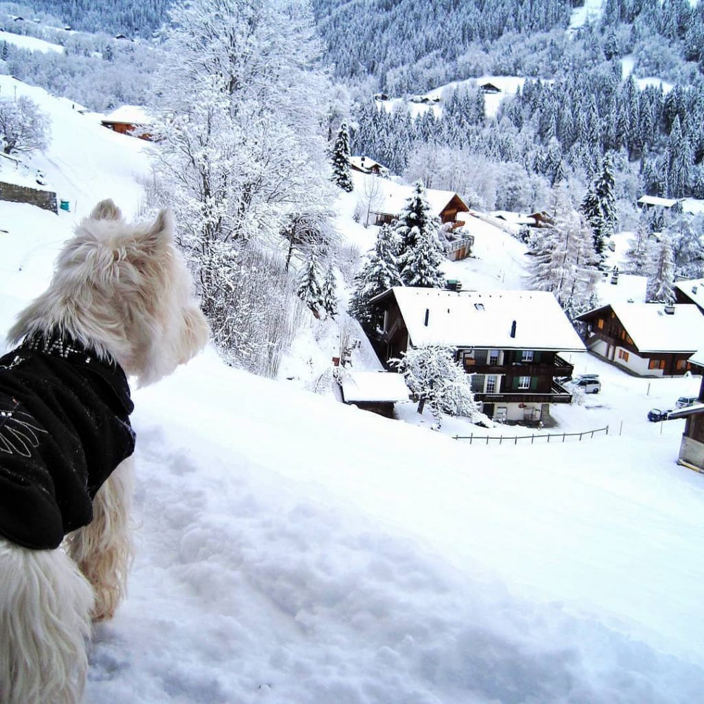 #repost @sharepoint_travel …. Mountainview ️ @sharepoint_travel . #switzerland???????? #berneroberland #bern #bodmi #grindelwald #snow #winter&hellip;