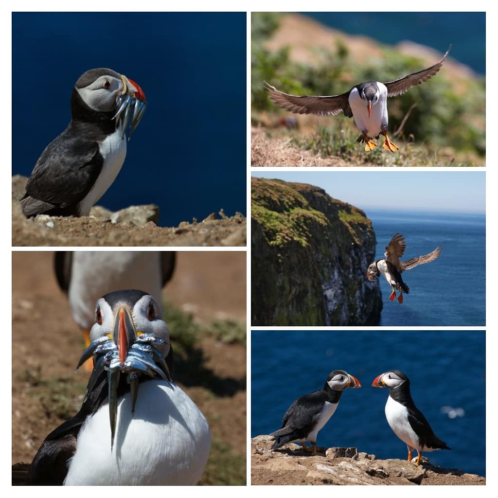 #igwales #bnesimppl #wildlife #unlimitedwales #puffins #letsgosomewhere #birdsofinstagram #letsgooutside #hidden_igers #scomer #sommer #fishing #hunting #papageientaucher…