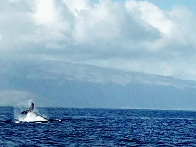Whale watching in Maui! Read about Stacy’s adventures in Hawaii at ! . .…