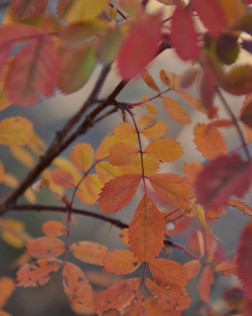 Time to flashback to Canada again, not that you‘d know it from this Snapped&hellip;