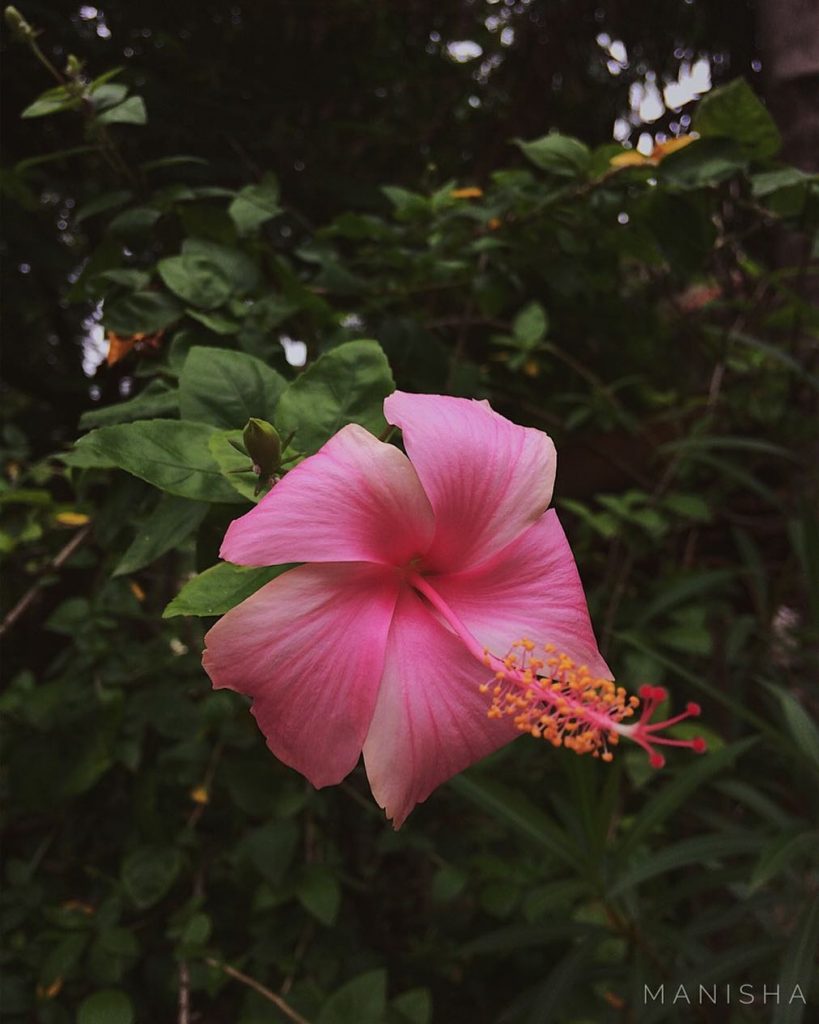 A flower does not use words to announce its arrival to the world; it&hellip;