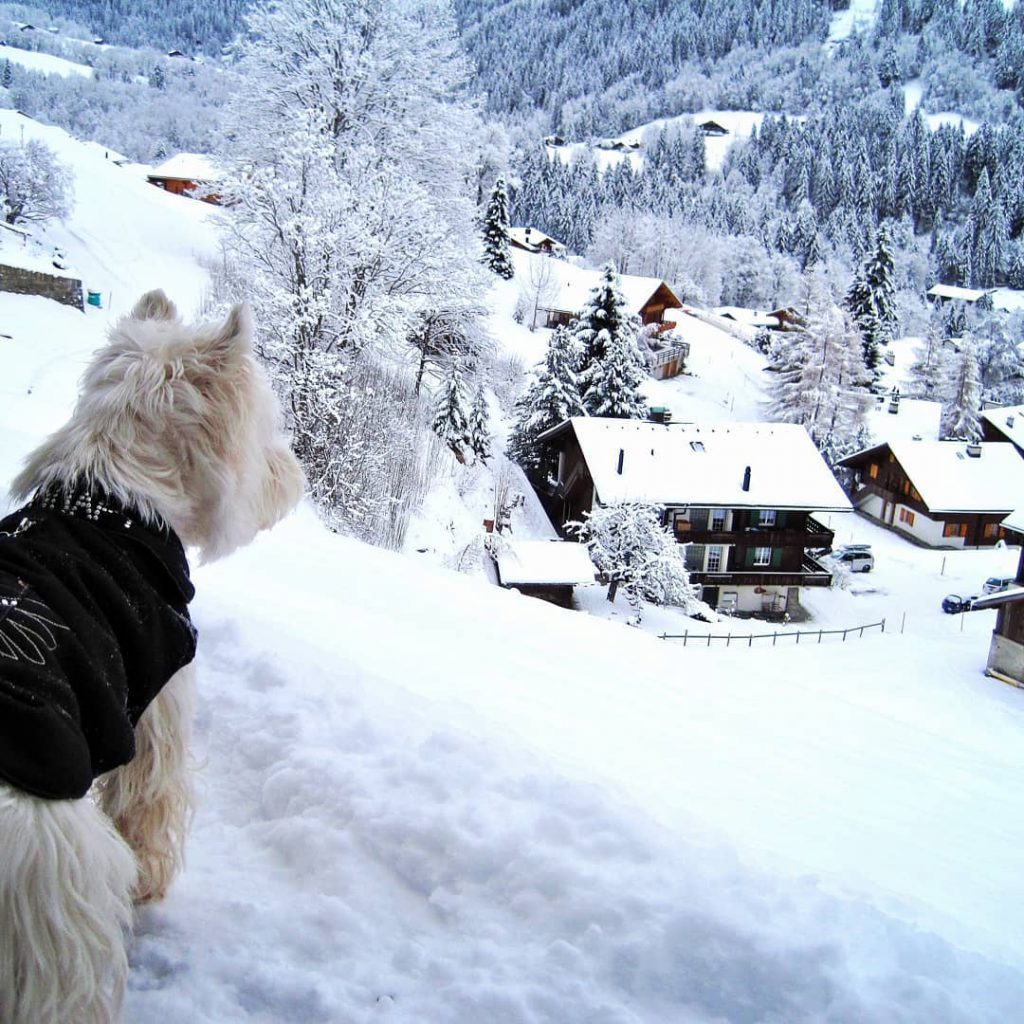 Mountainview ️ @sharepoint_travel . . #switzerland???????? #berneroberland #bern #bodmi #grindelwald #snow #winter #westie #dogsofinstagram…