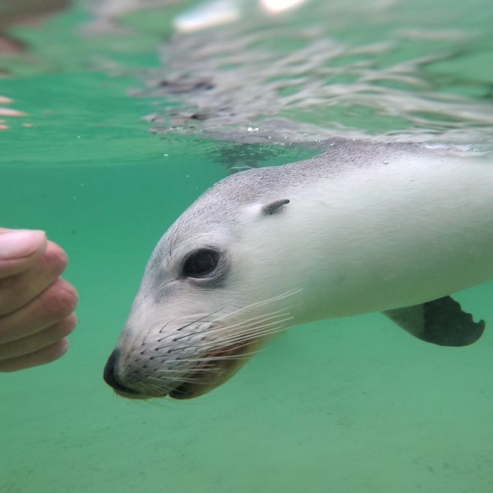 Swimming with WILD sealions These animals are so unbelievable friendly and peaceful ???? ~&hellip;
