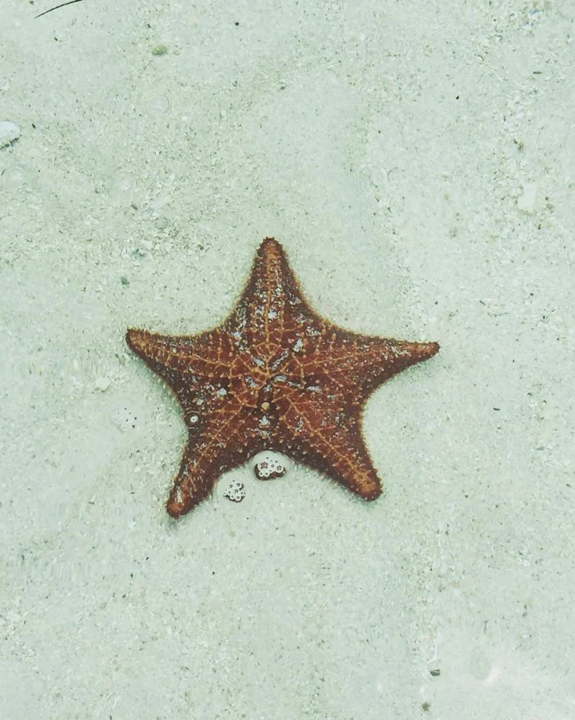 Starfish Saturday! Found this beauty on our travels in the San Blas Islands, a&hellip;