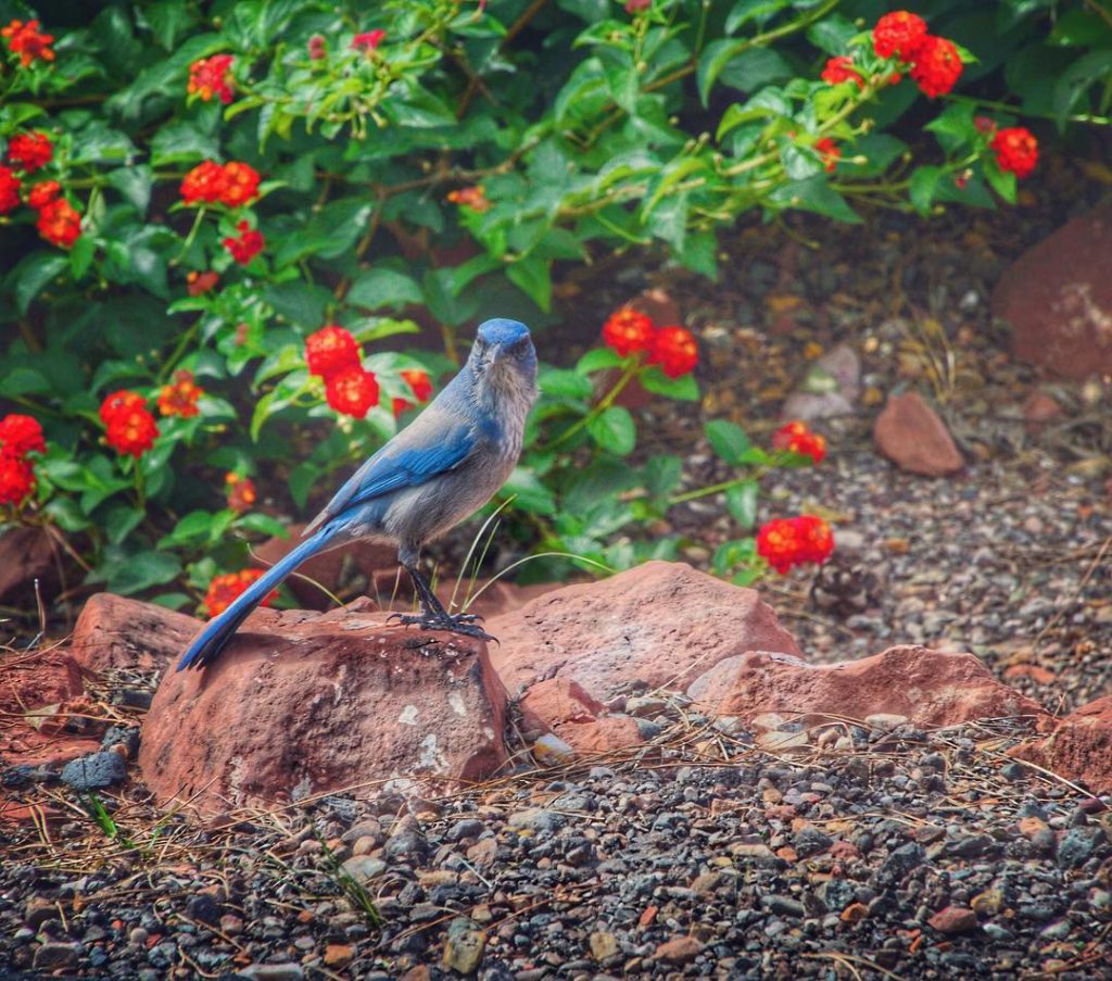 The first #sedona resident I encountered. Isn’t he a beauty? (I have no idea&hellip;