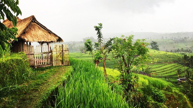Go green in Bali with @babies_abroad and family! Read about their travels to Indonesia&hellip;