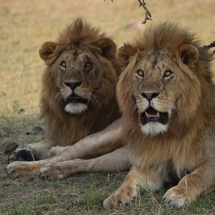 hello from Serengeti – Tanzania – Africa – Hakuna matata . Plan your safari&hellip;