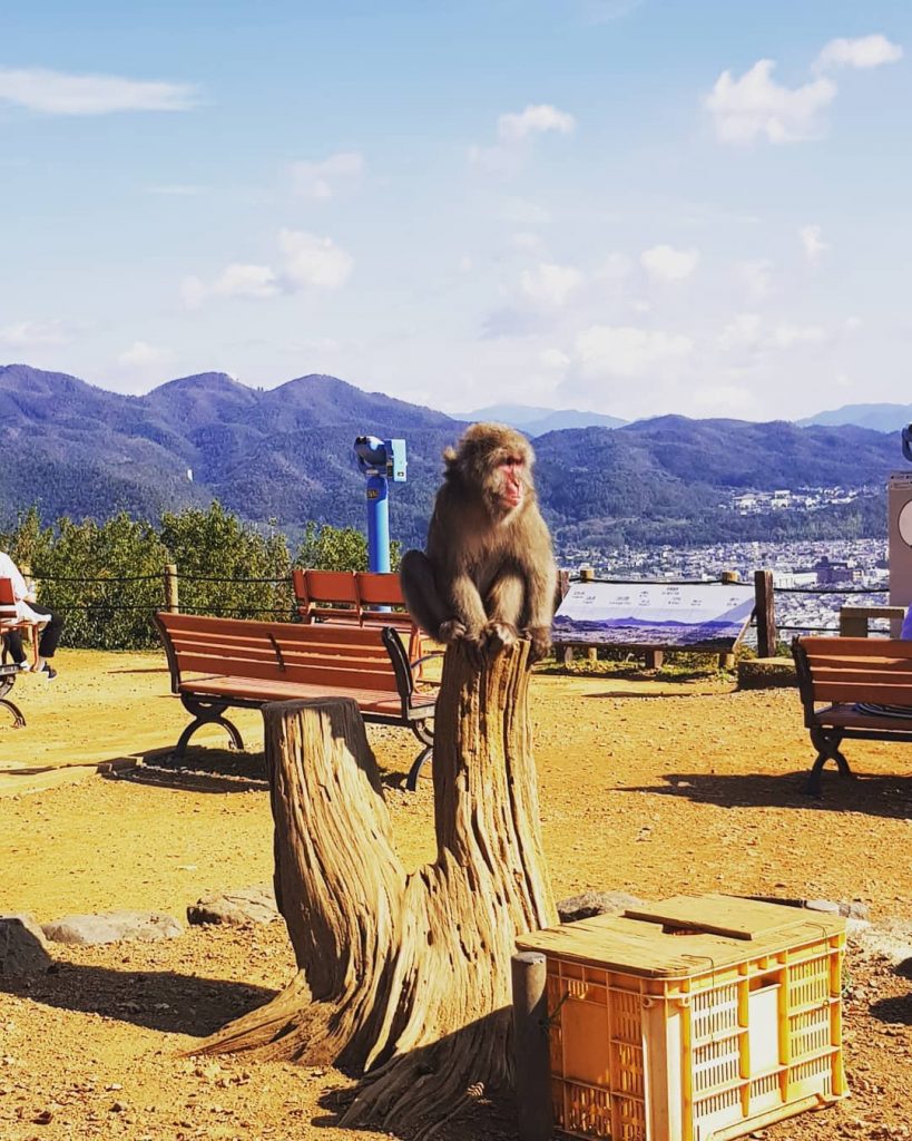 I’M SORRY BUT LOOK AT THESE PHOTOGENIC #MONKEYS FROM THE MOUNTAINS OF #ARASHIYAMA. .&hellip;