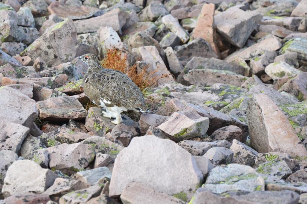 Another game of “spot the wildlife”! Here’s a rock ptarmigan, that I spotted strolling&hellip;