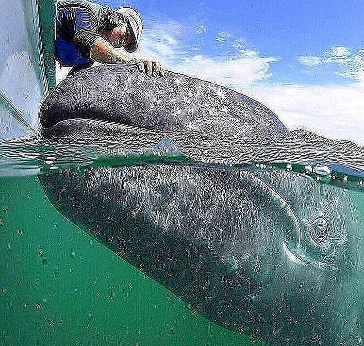 Whalee . . by @protectingoceans . . #travel #traveling #travelgram #travelling #travelholic #traveller #travelelers&hellip;