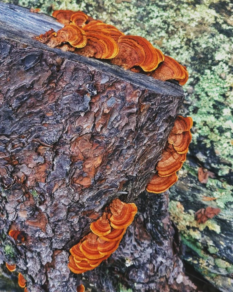 Mushrooms on a tree are an indication the tree is suffering damage. Did you…