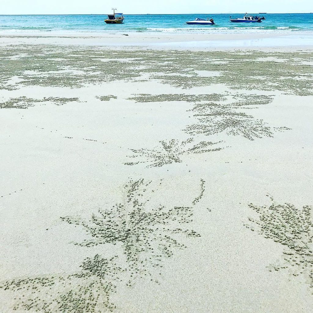 Let’s meet this tiny expert sand sculptor, the Sand Bubbler crab, leaving behind an&hellip;