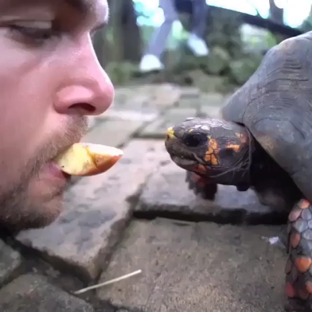 Would you mouth feed a turtle? Tag a friend who would do this! Follow&hellip;