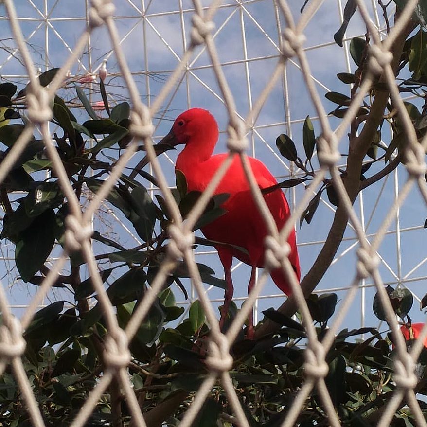 Red! #ilovetravel #photooftheday #photography #bird #redbird #uccello #uccellorosso #acquario #oceanograficovalencia #oceanografic #valencia #travelblogger #traveloninstagram&hellip;