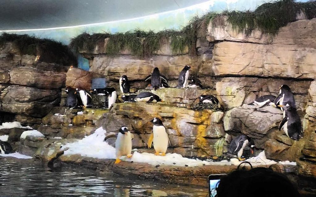 Hey there! #acquario #ilovetravel #photooftheday #photography #photogram #fotografia #penguins #pinguini #oceanografic #oceanigraficvalencia #travelphotography #travelblogger&hellip;