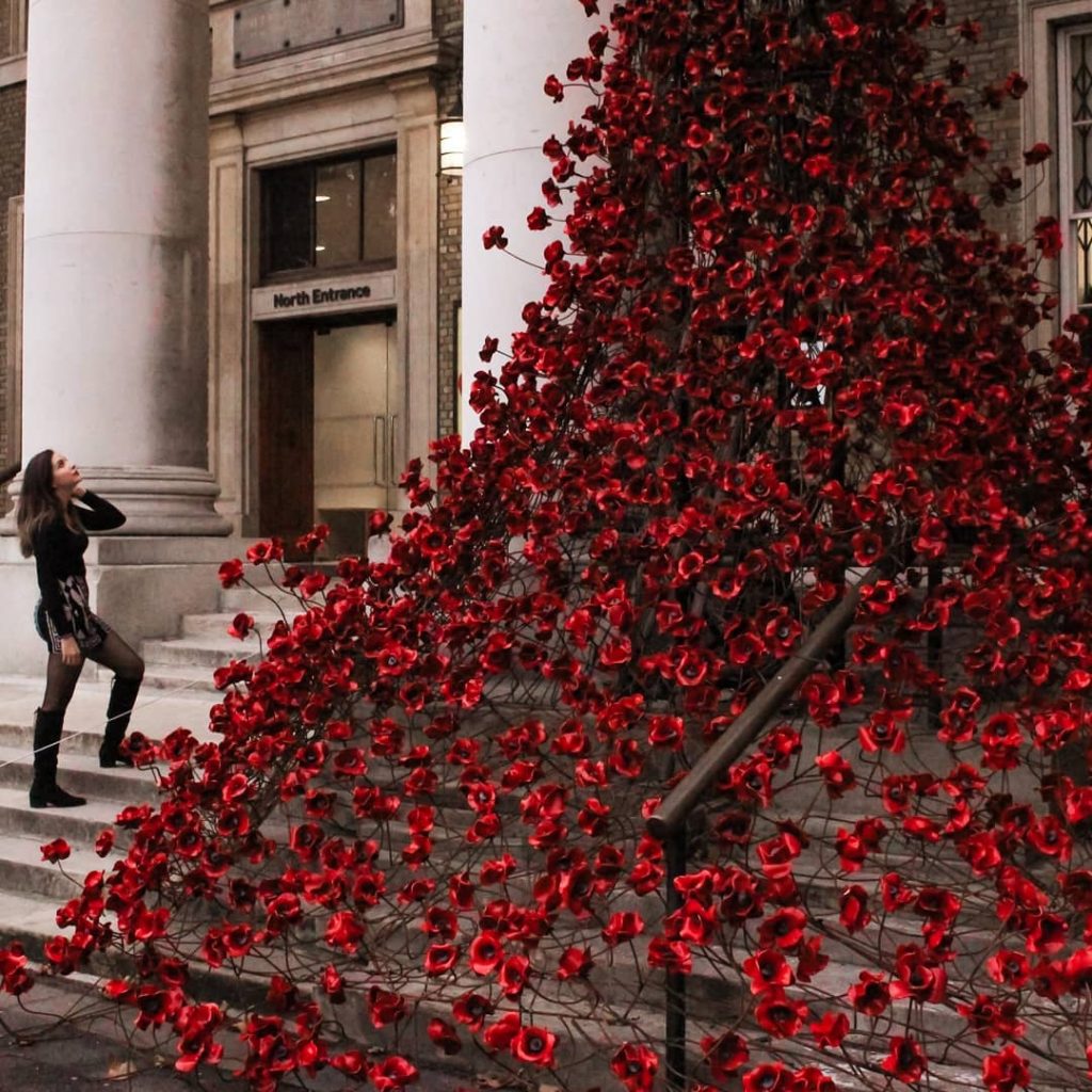 Have you ever seen a waterfall of poppies? So beautiful wish I could have&hellip;