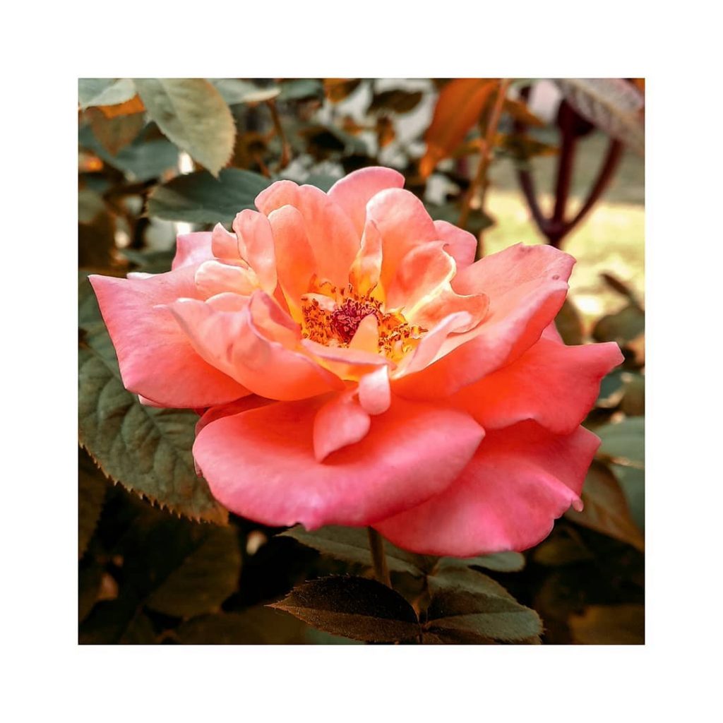 “Take time to smell the roses.” #rkphotography17 #photography #photo #photographer #travel #travelling #travelblogger #everydayindia&hellip;