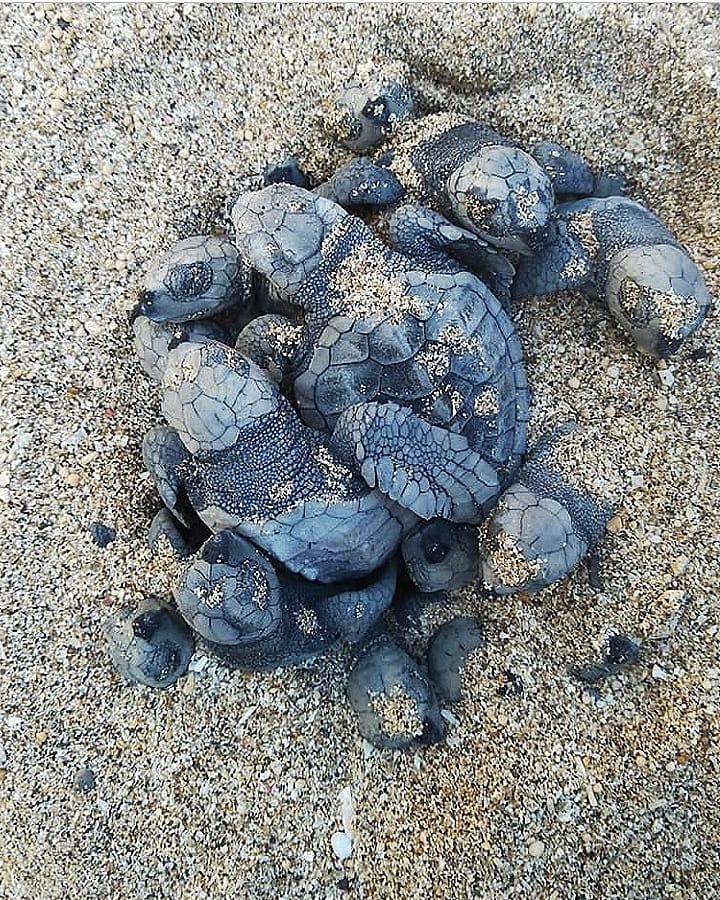 Muero de amorrrrrr La primera vez que vi, toqué y cogí tortugas bebés!! .&hellip;