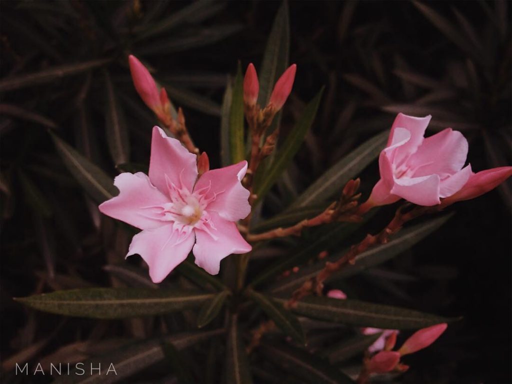 Happiness radiates like the fragrance from a flower and draws all good things towards&hellip;