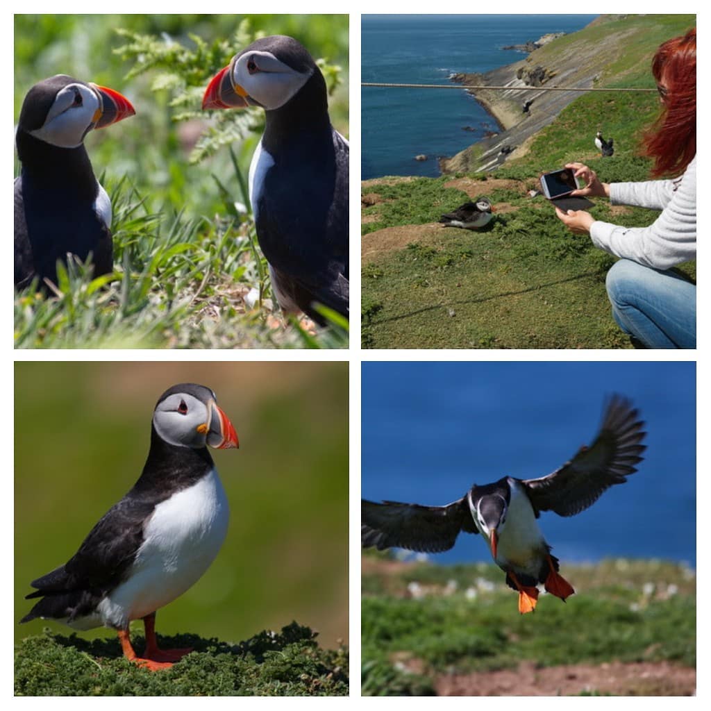 #puffins #scomer #bnesimppl #igwales #papageientaucher #wildlife #birdsofinstagram #bird #hidden_igers #letsgooutside #птички #papageitaucher #hunting #canonphotography…