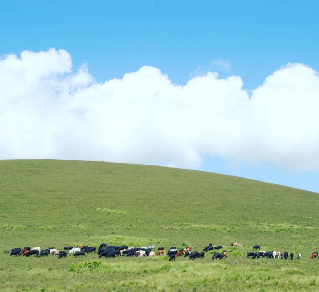 Amazing landscape in Masai Land – Ngorongoro Crater … Contact us for Wildlife safaris&hellip;
