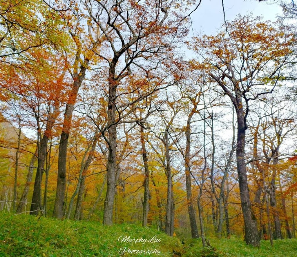 Walking through the Senjōgahara (戦場ヶ原), you will reach the Odashirogahara Field. In there you&hellip;