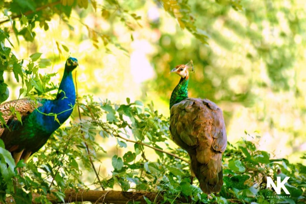 #nature_seekers #travelgram #naturelovers #natureshooters #nature_up_close #nature_hub #naturephotography #naturein_focus #natgeotravel #natgeoyourshot #thephotosociety #reimaginednature #clickstogallery #travelblogger&hellip;