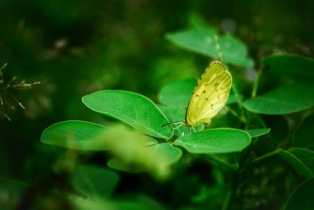 #nature_seekers #travelgram #naturelovers #natureshooters #nature_up_close #nature_hub #naturephotography #naturein_focus #natgeotravel #natgeoyourshot #thephotosociety #reimaginednature #clickstogallery #travelblogger&hellip;