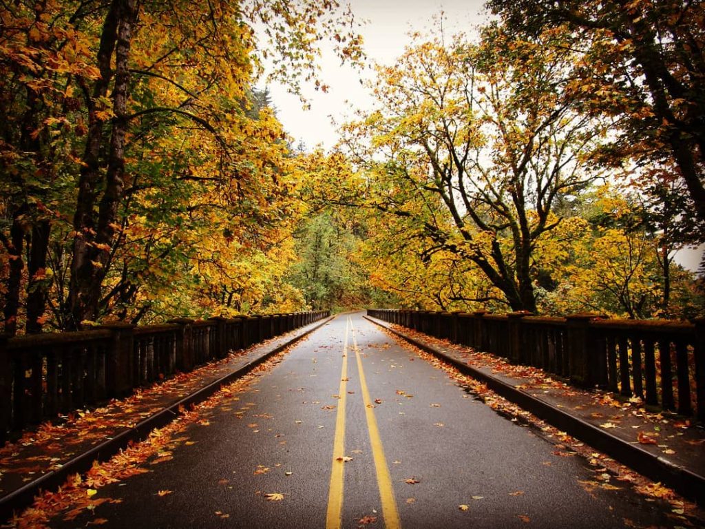 Fall is just stunning ️ . #fall #autumn #autumncolours #autumndays #latourellfalls #columbiarivergorge #portland #oregon&hellip;