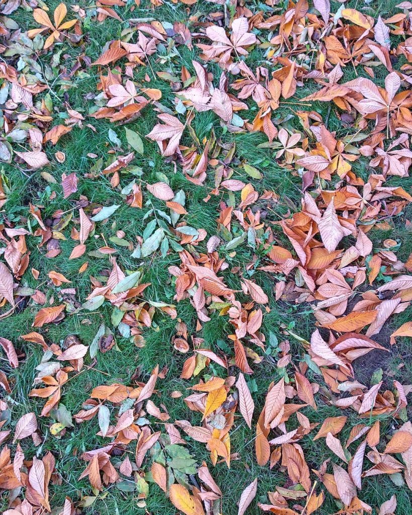 Осенний ковер . . . #naturephotography #nature #nature_shooters #naturelover #nature_perfection #naturepics #greengrammers #natureaddict #moody_nature&hellip;