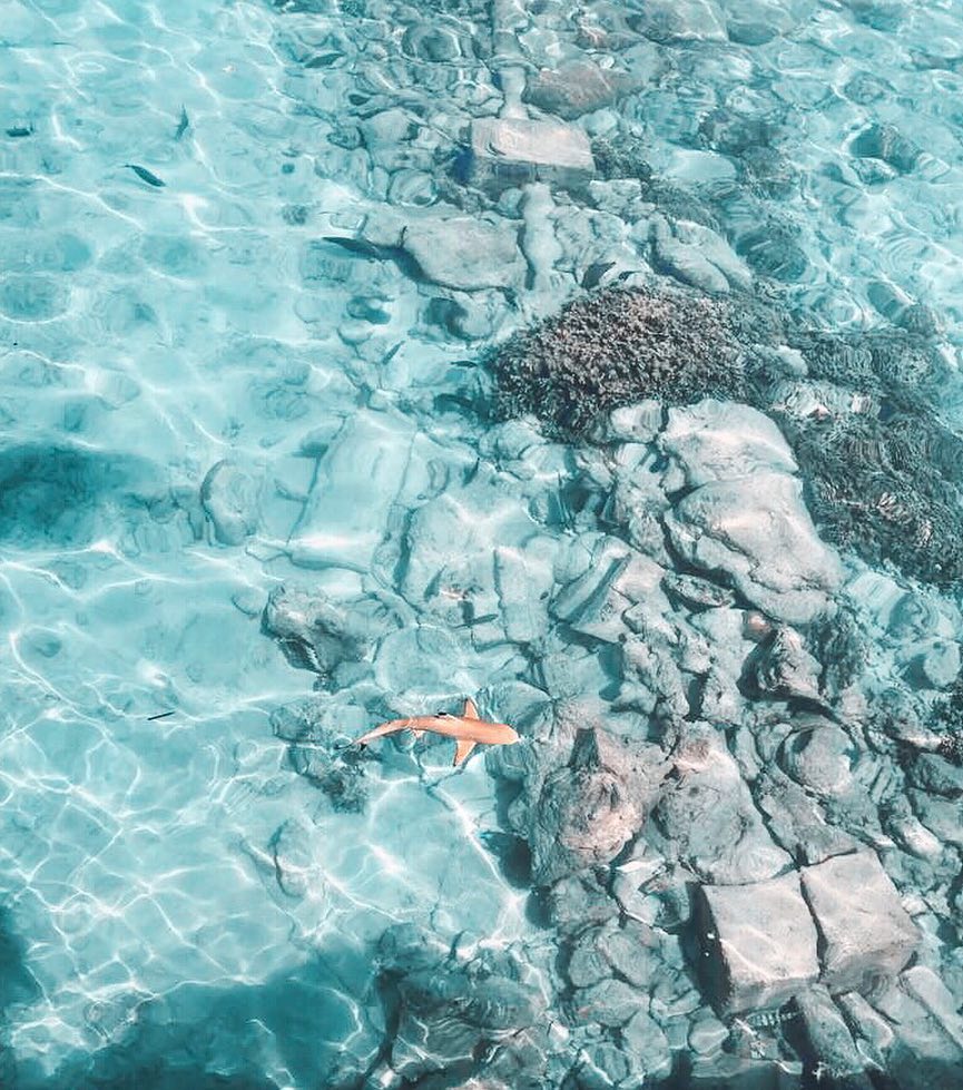 Black tip reef sharks are most often found in shallow waters. Here’s one in&hellip;