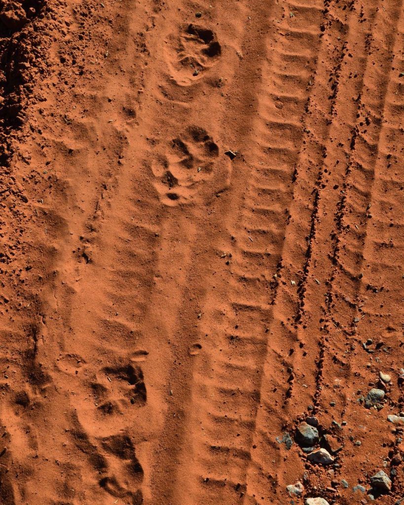 Stopped along the side of the road to take a picture and encountered these&hellip;