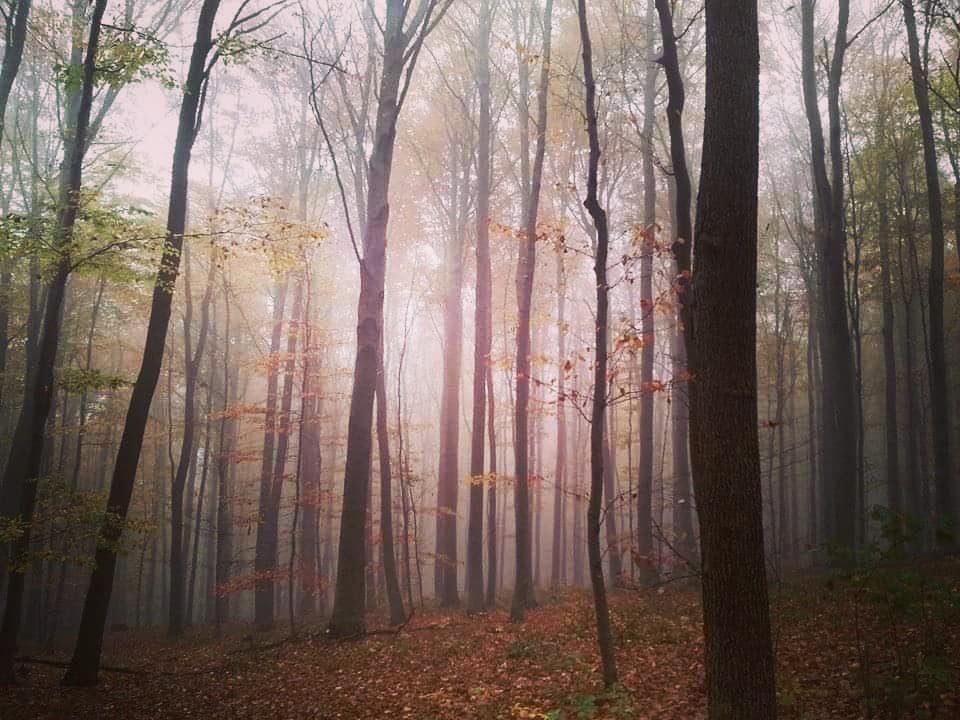 Es gibt eine Stille des Herbstes bis in die Farben hinein. Hugo von Hofmannsthal&hellip;